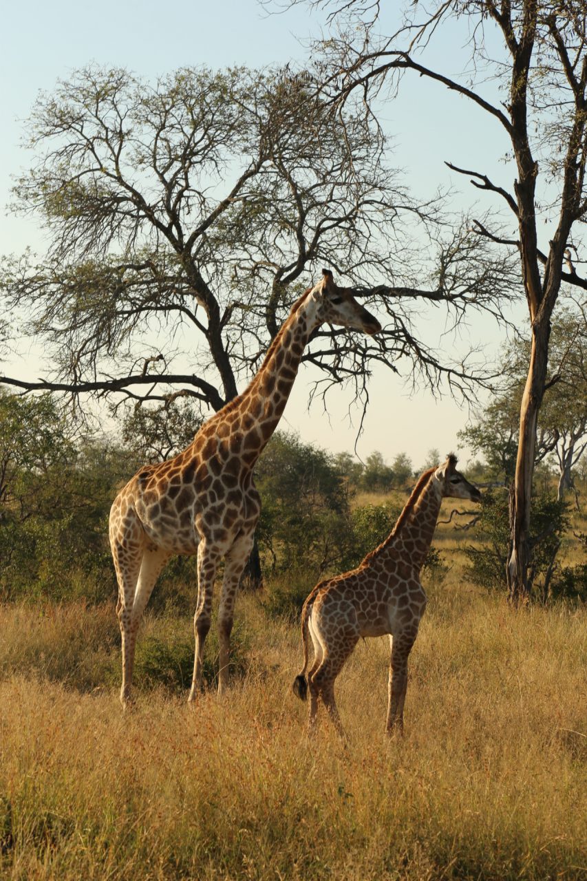 South Africa Travel Diary: Sabi Sands – Erica Wark